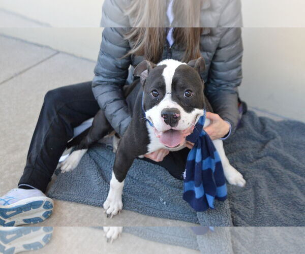 Medium Photo #2 American Pit Bull Terrier-Unknown Mix Puppy For Sale in McKinney, TX, USA