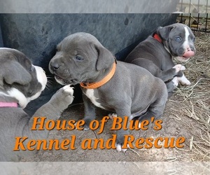 American Pit Bull Terrier Puppy for sale in DELAWARE, OH, USA