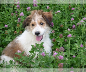 Bordoodle Puppy for sale in OLATHE, CO, USA