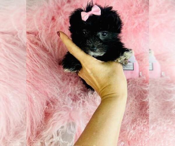 Medium Photo #13 ShihPoo Puppy For Sale in TAMPA, FL, USA