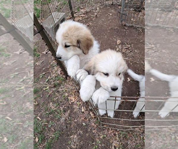 Medium Photo #39 Great Pyrenees Puppy For Sale in BANCROFT, WI, USA