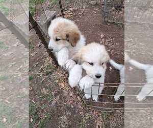 Medium Great Pyrenees