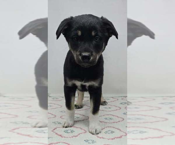 Medium Photo #1 Australian Shepherd-Unknown Mix Puppy For Sale in Brewster, NY, USA