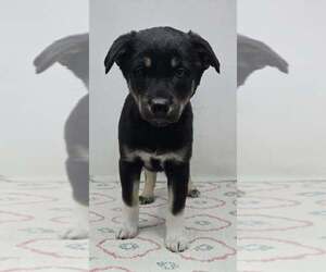 Australian Shepherd-Unknown Mix Dogs for adoption in Brewster, NY, USA