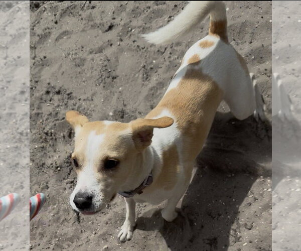 Medium Photo #13 Toy Rat Doxie Puppy For Sale in Sanford, FL, USA