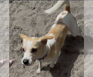 Stretch - Male Toy Rat Doxie Dog for Adoption - Photo #13