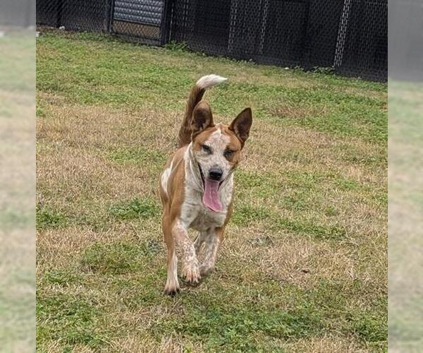 Medium Photo #2 Mutt Puppy For Sale in Houston, TX, USA