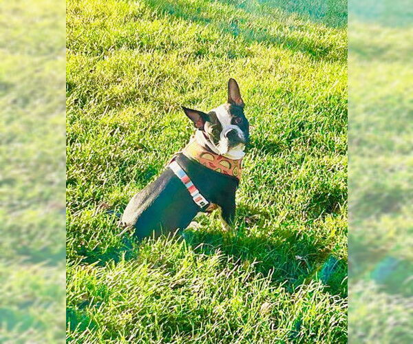 Medium Photo #7 Faux Frenchbo Bulldog Puppy For Sale in St. Louis Park, MN, USA