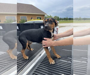 Mutt Dogs for adoption in Bolivar, MO, USA