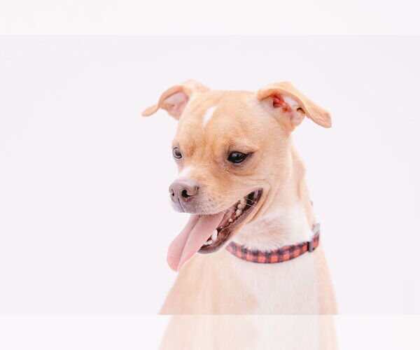 Medium Photo #16 Rat-Cha Puppy For Sale in Princeton, MN, USA