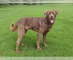 Small #5 Labrador Retriever Mix