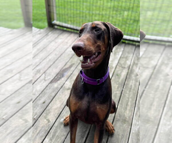 Medium Photo #1 Doberman Pinscher Puppy For Sale in Aurora, OH, USA