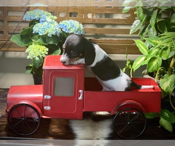 Medium Photo #1 Dachshund Puppy For Sale in BROOKER, FL, USA