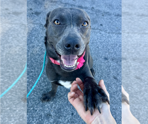 Medium Photo #9 Labmaraner Puppy For Sale in Newport Beach, CA, USA