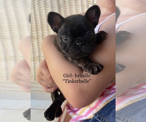 French Bulldog Puppy for sale in CRYSTAL SPRINGS, MS, USA