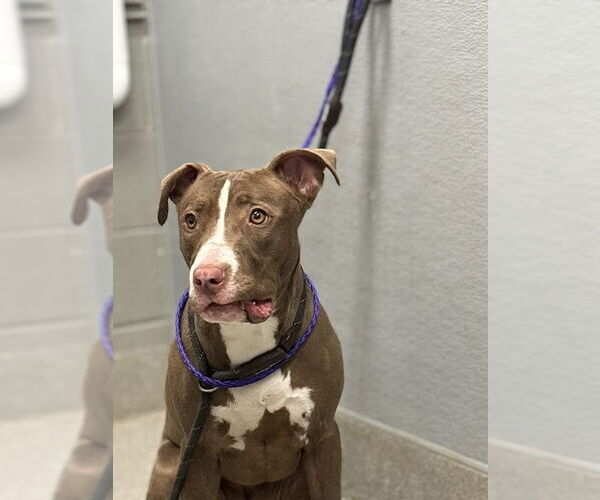 Medium Photo #1 American Pit Bull Terrier-Unknown Mix Puppy For Sale in Las Vegas, NV, USA