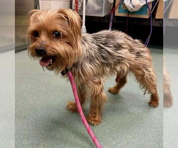 Medium Photo #3 Mutt Puppy For Sale in Spring Lake, NC, USA