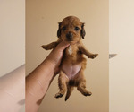 Puppy Female 3 Coco Dachshund