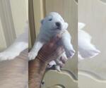 Small Photo #2 Samoyed Puppy For Sale in STATEN ISLAND, NY, USA
