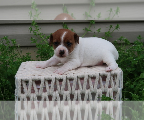 Medium Photo #4 Jack-Rat Terrier Puppy For Sale in FREDONIA, KY, USA