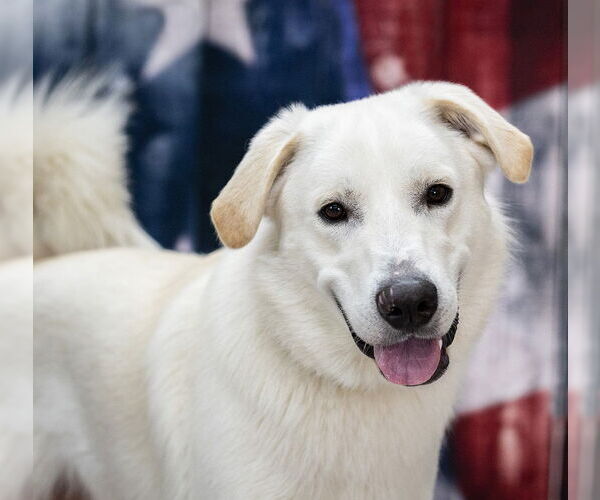 Medium Photo #4 Labrenees Puppy For Sale in Rootstown, OH, USA