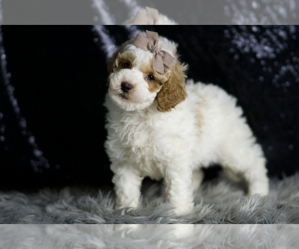 Medium Photo #5 Goldendoodle (Miniature) Puppy For Sale in WARSAW, IN, USA