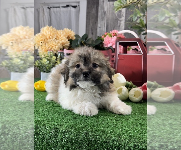 Medium Photo #3 Havanese Puppy For Sale in CANOGA, NY, USA