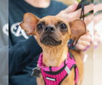 Small Photo #2 Chihuahua-Unknown Mix Puppy For Sale in Mundelein, IL, USA