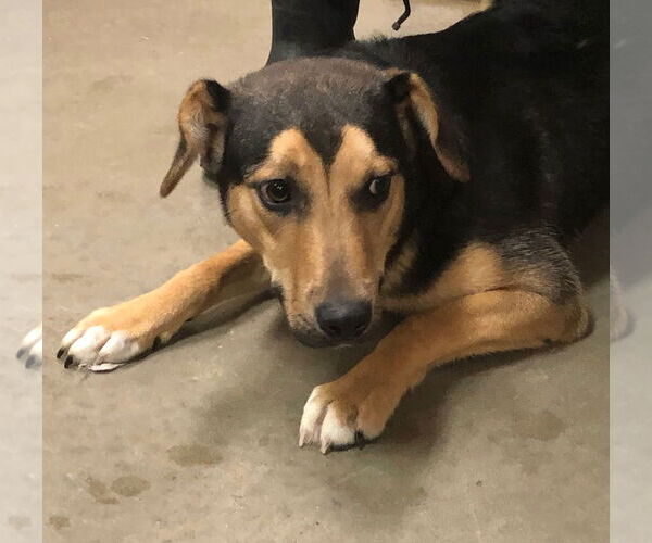 Medium Photo #3 Siberian Husky-Unknown Mix Puppy For Sale in Amarillo, TX, USA