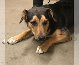 Jax - Male Siberian Husky-Unknown Mix Dog for Adoption - Photo #3