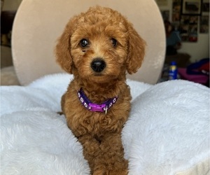 Goldendoodle (Miniature) Litter for sale in SAN FERNANDO, CA, USA