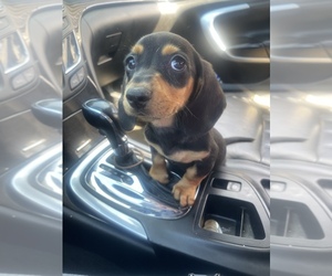 Dachshund Puppy for sale in CHULA VISTA, CA, USA