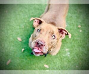 Medium American Pit Bull Terrier