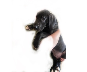 Great Dane Puppy for sale in RHODHISS, NC, USA