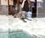 Small Photo #4 Great Dane Puppy For Sale in HENRYETTA, OK, USA