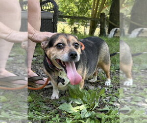 Beagle Dogs for adoption in Fairfax, VA, USA
