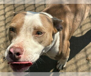 Mutt Dogs for adoption in Tulsa, OK, USA