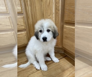 Great Pyrenees Puppy for sale in SILVERTON, OR, USA