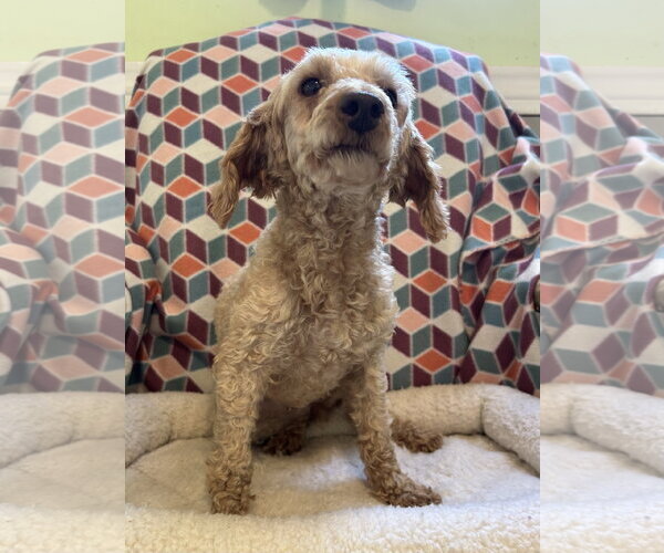 Medium Photo #3 Poodle (Miniature) Puppy For Sale in Pacolet, SC, USA