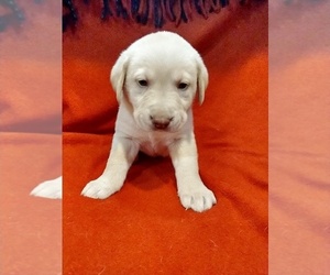 Labrador Retriever Puppy for sale in DODGEVILLE, WI, USA