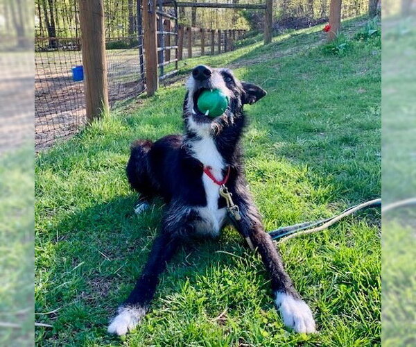 Medium Photo #3 Borzoi-Unknown Mix Puppy For Sale in Canton, CT, USA