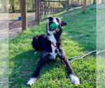 Small #2 Borzoi Mix