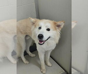 - Mix Dogs for adoption in Glen Allen, VA, USA