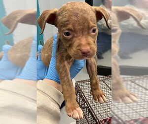 American Pit Bull Terrier-Unknown Mix Dogs for adoption in Waco, TX, USA