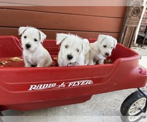 West Highland White Terrier Puppy for sale in METAIRIE, LA, USA