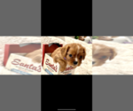 Small Photo #2 Cavalier King Charles Spaniel Puppy For Sale in FRISCO, TX, USA