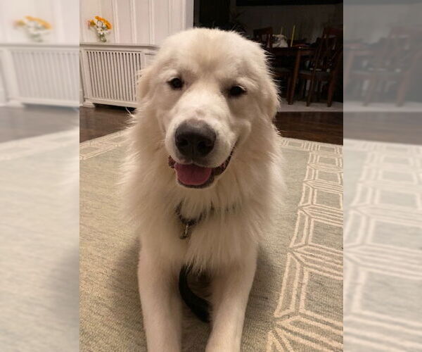 Medium Photo #3 Great Pyrenees Puppy For Sale in Newfoundland, PA, USA