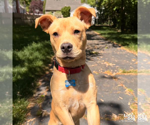 Medium Photo #11 Labrador Retriever-Unknown Mix Puppy For Sale in Washington, DC, USA
