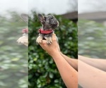 Small #4 French Bulldog