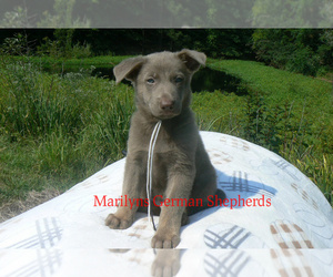 German Shepherd Dog Puppy for Sale in PIEDMONT, Missouri USA